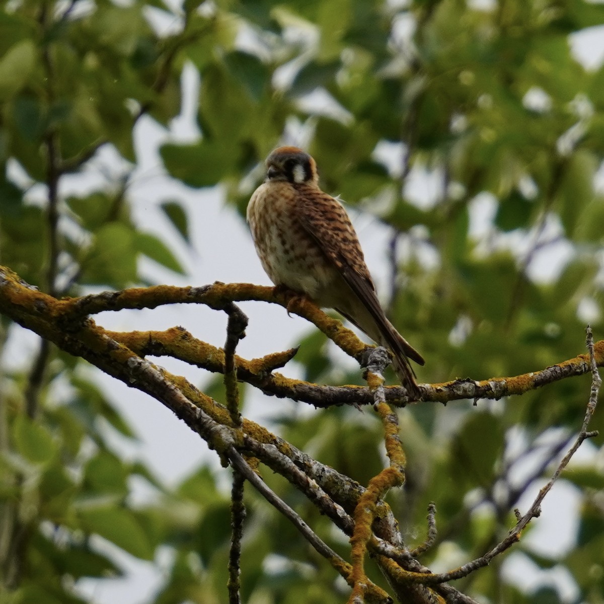 American Kestrel - ML619261994