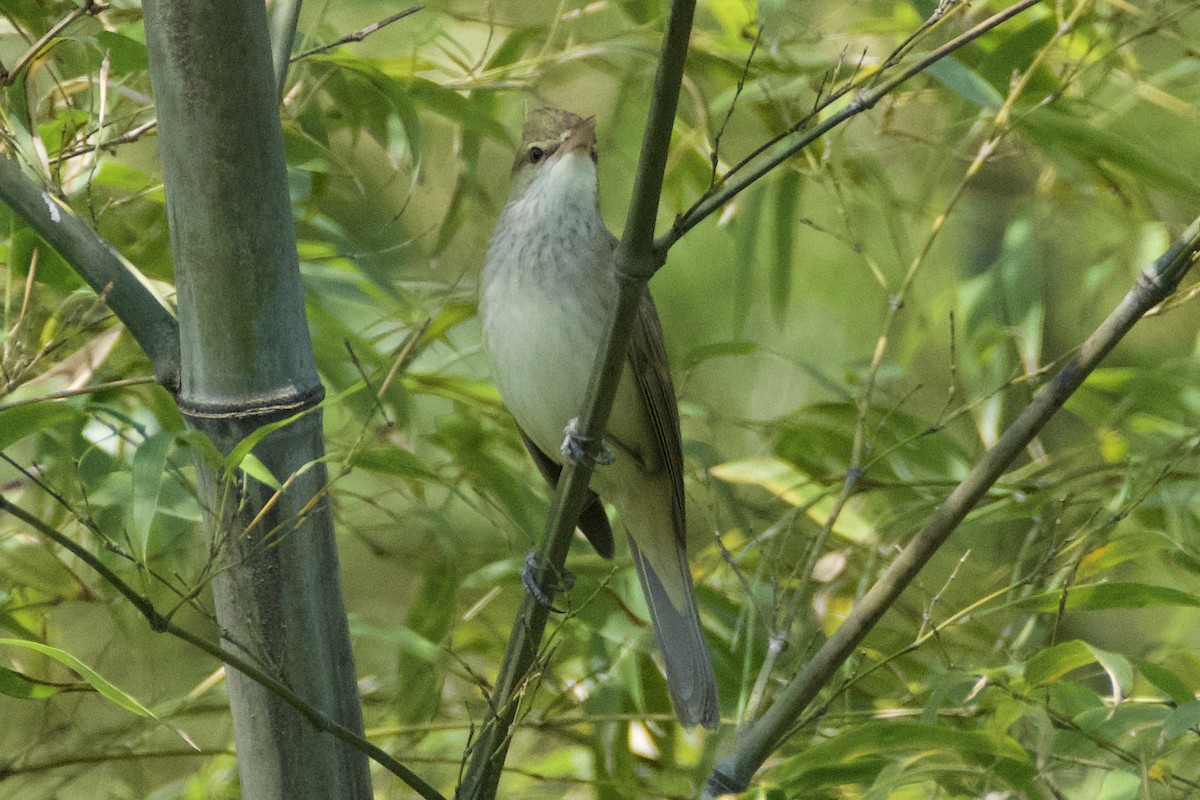 Oriental Reed Warbler - ML619262001