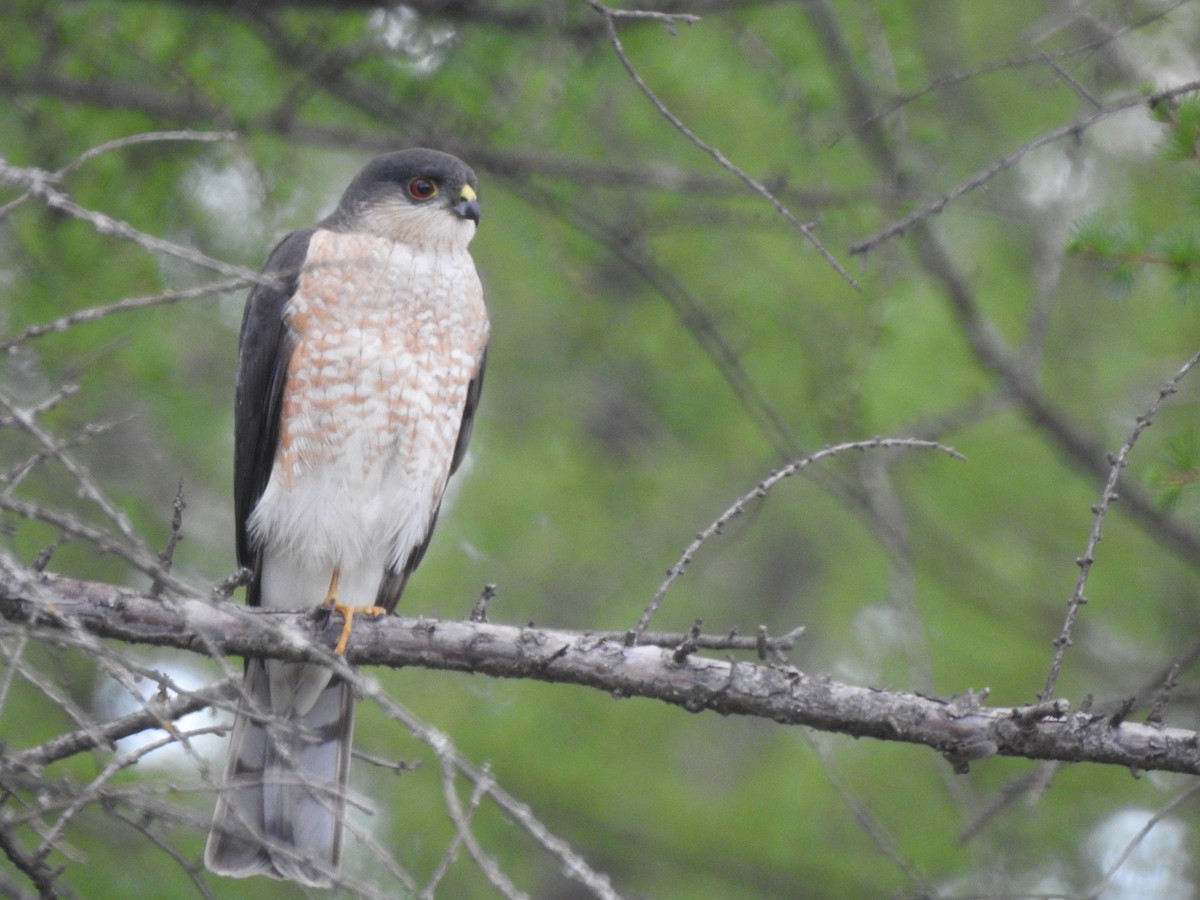 Sharp-shinned Hawk - ML619262005