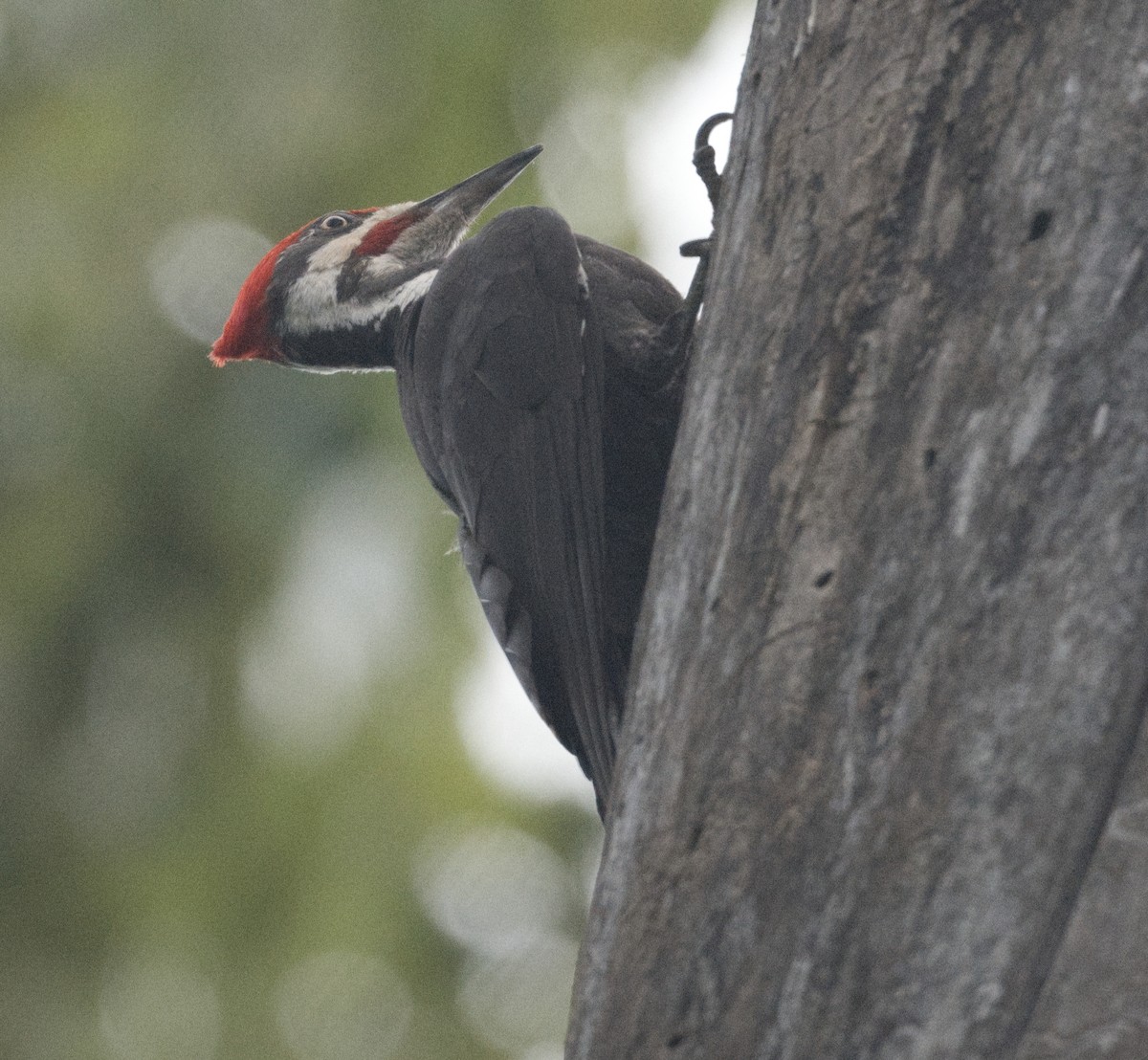 Pileated Woodpecker - ML619262019