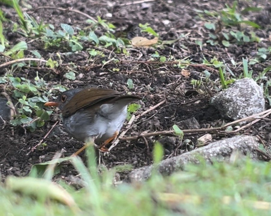 Orange-billed Nightingale-Thrush - Brenda Sánchez