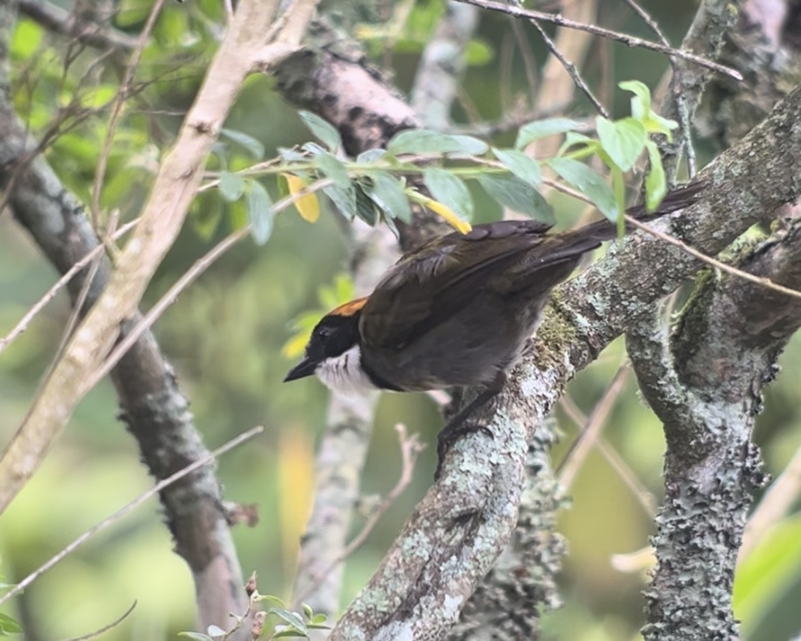 Chestnut-capped Brushfinch - ML619262036