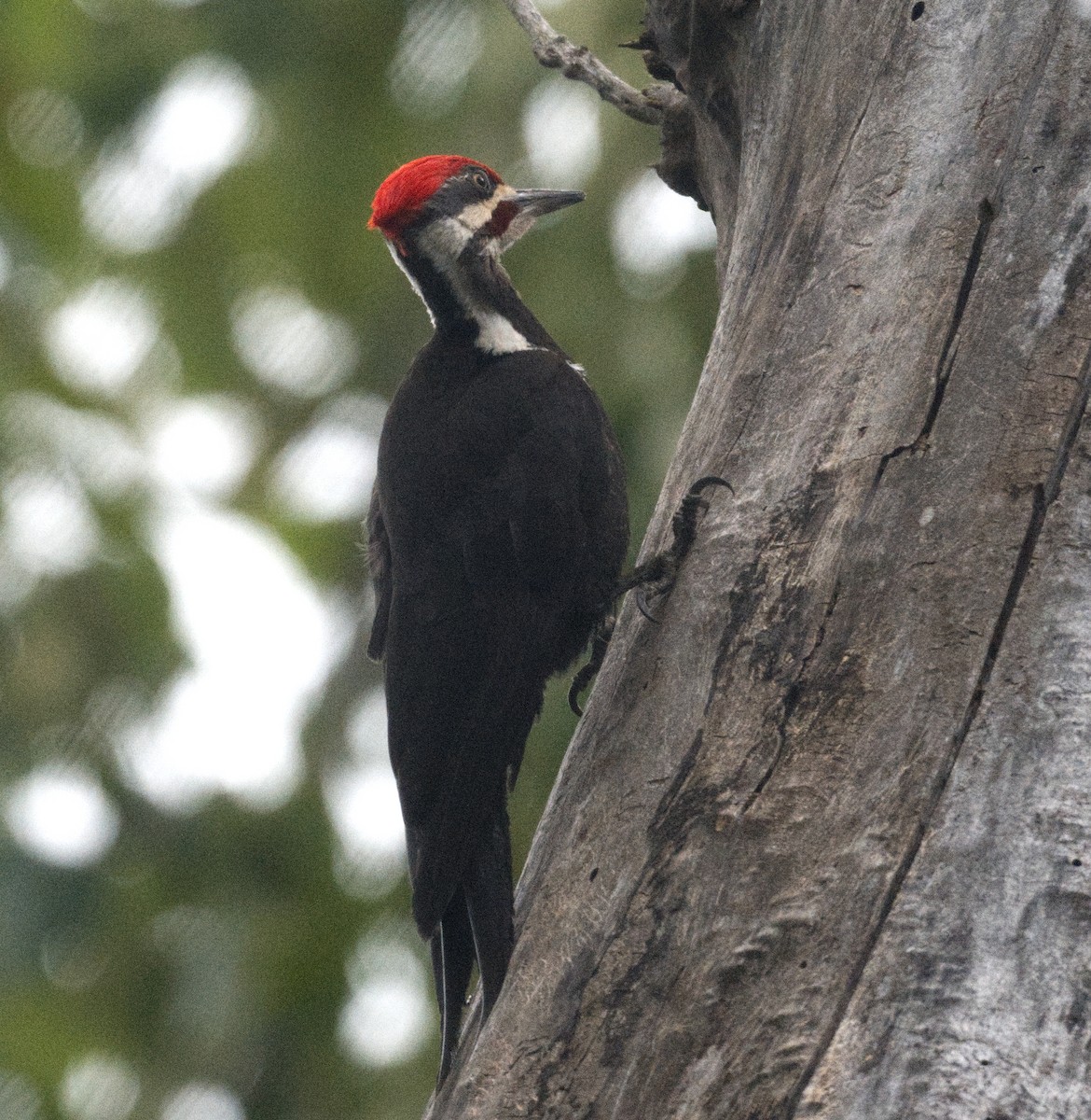 Pileated Woodpecker - Richard Niemeyer