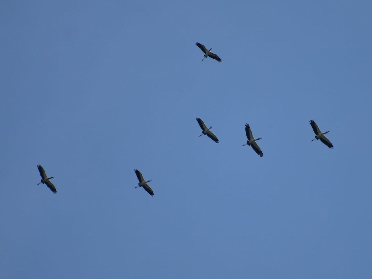 Wood Stork - ML619262043