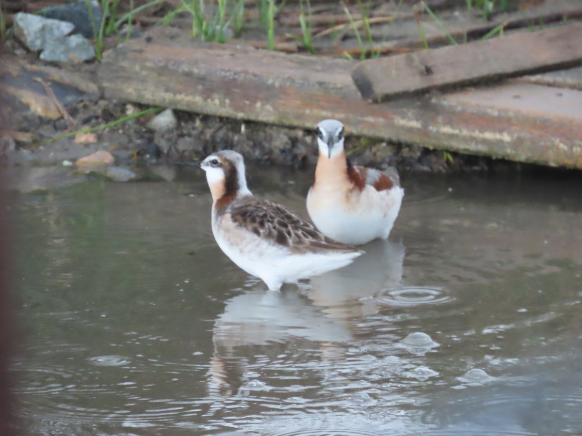 Wilson's Phalarope - Mabel Bredahl