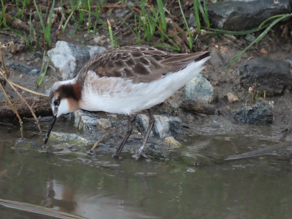 Wilson's Phalarope - Mabel Bredahl