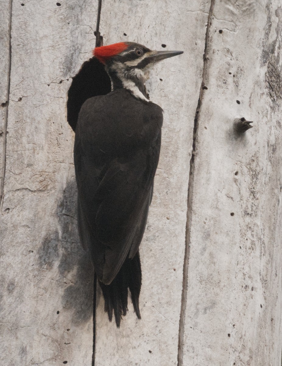 Pileated Woodpecker - ML619262063