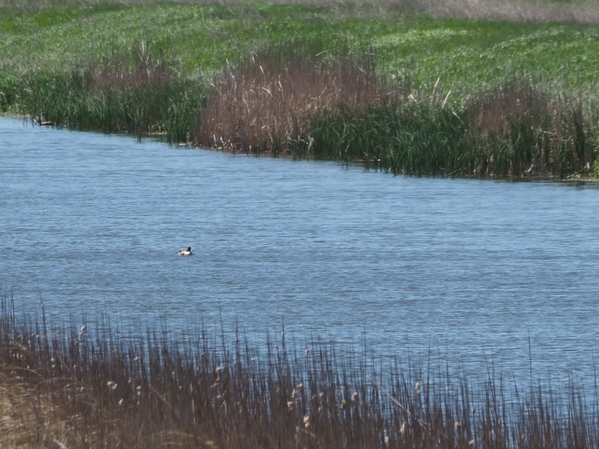 Northern Shoveler - John Hiebert