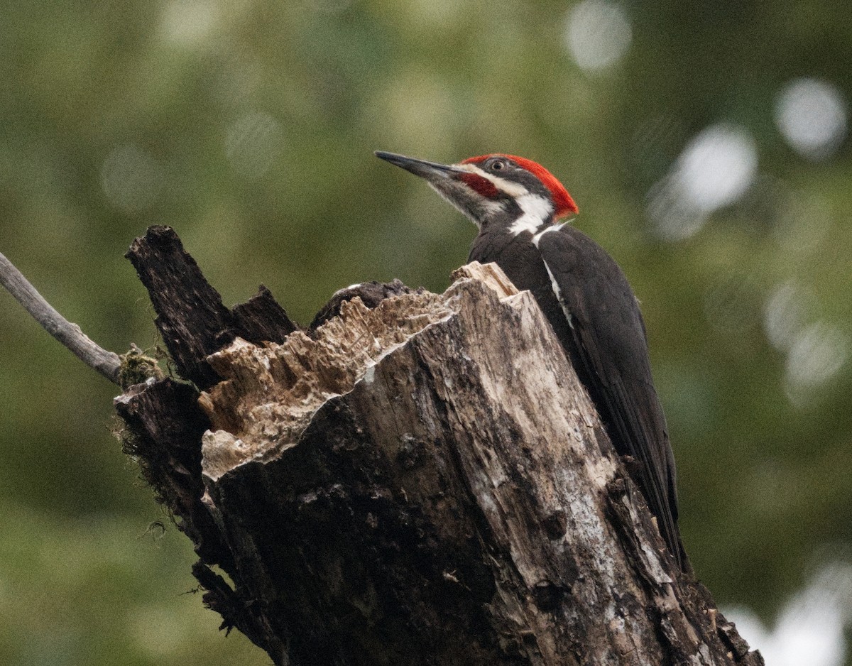 Pileated Woodpecker - ML619262100