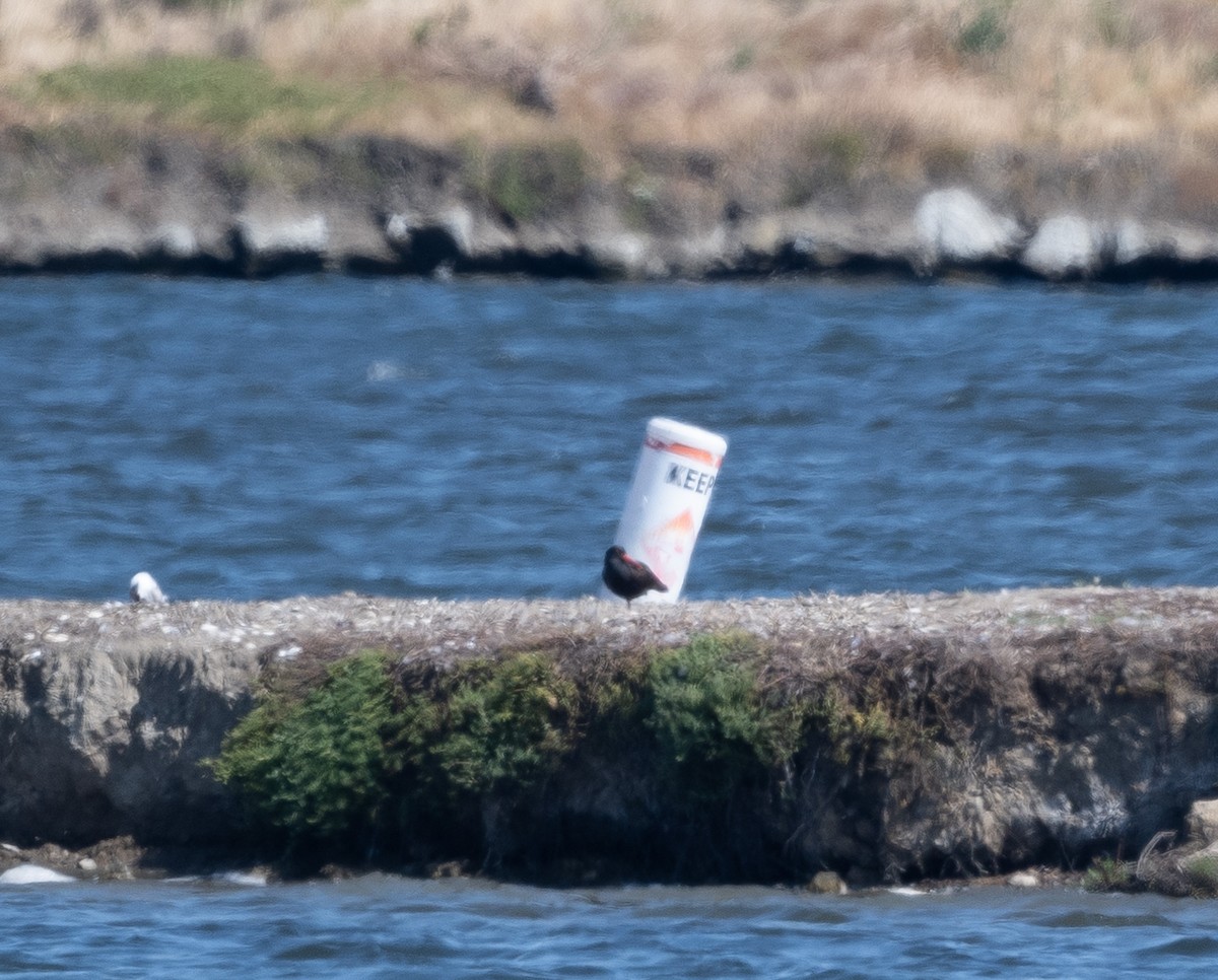 Black Oystercatcher - Mark Rauzon