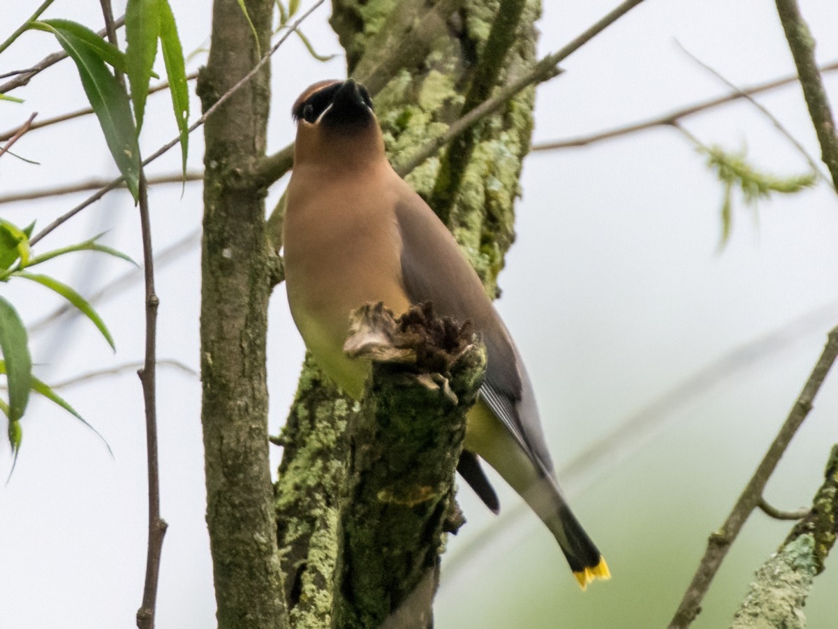 Cedar Waxwing - Gregg Petersen