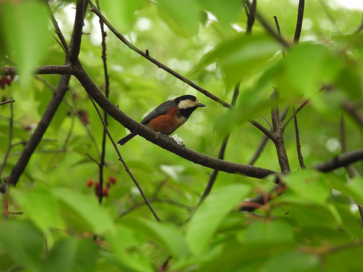 Varied Tit - Bret Okeson