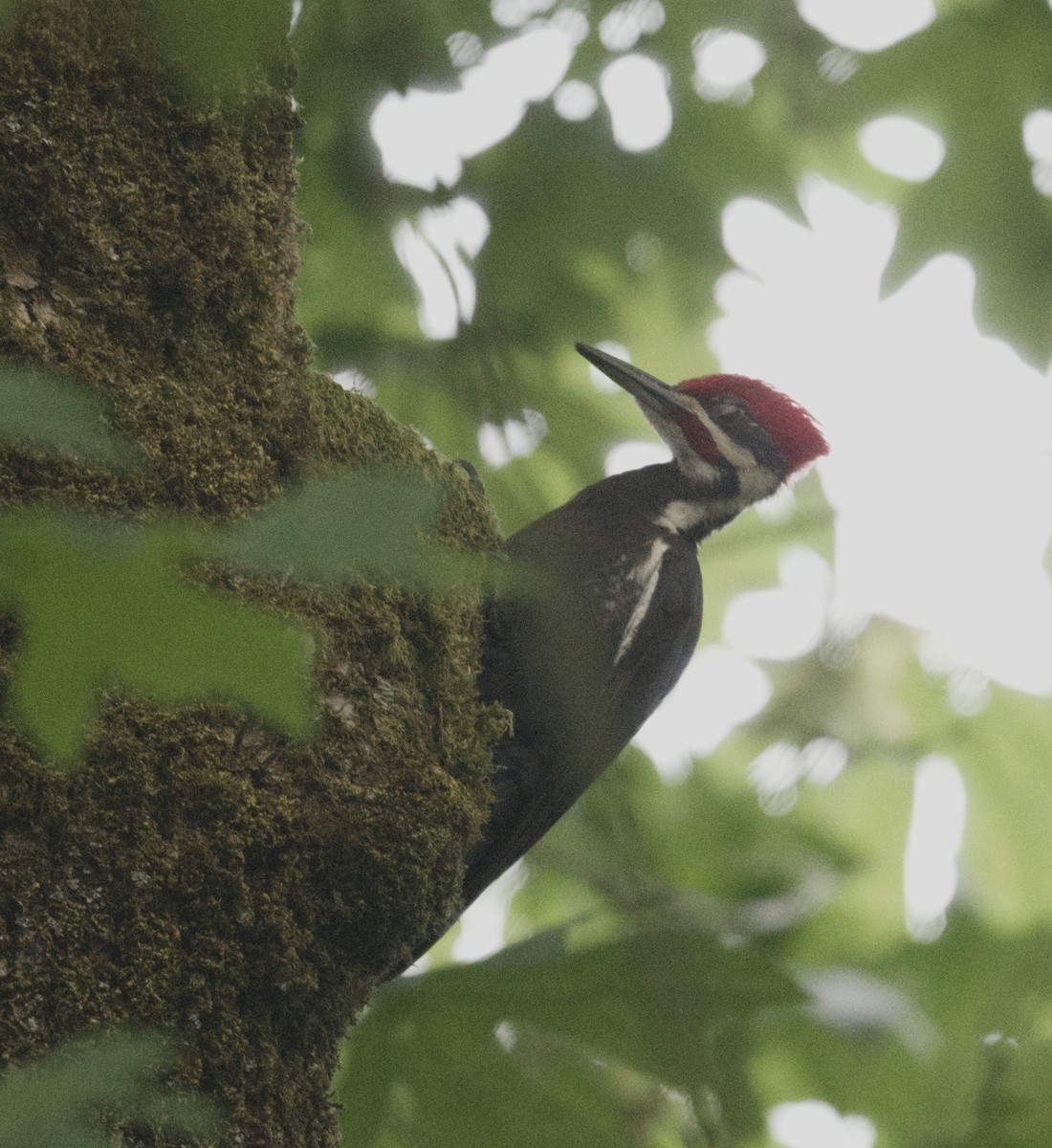 Pileated Woodpecker - ML619262116