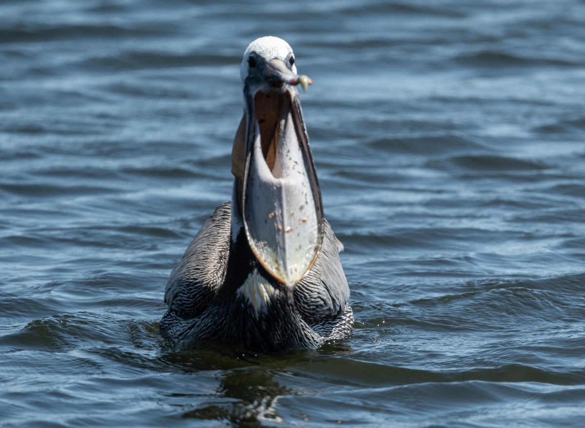 Brown Pelican - Mark Rauzon