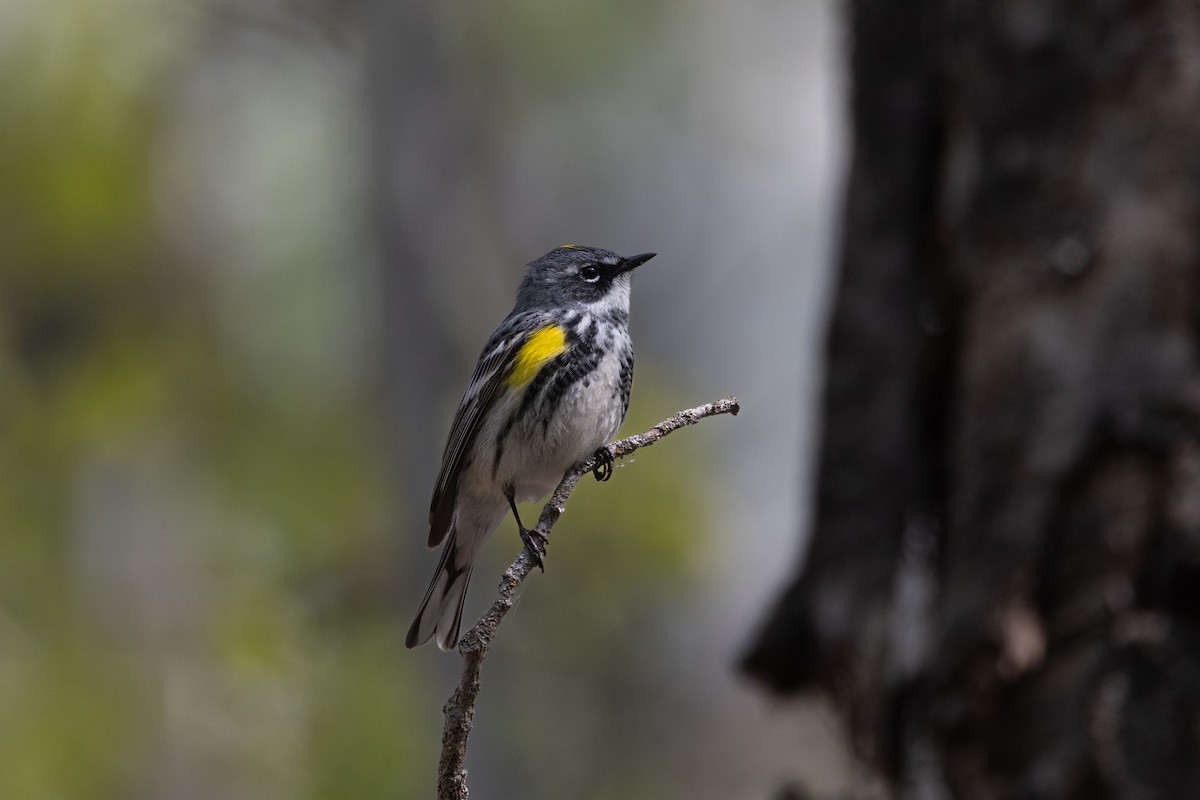 Yellow-rumped Warbler - ML619262141