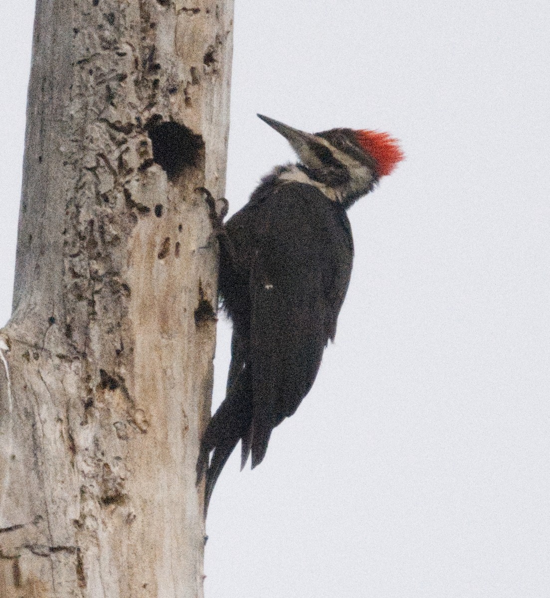 Pileated Woodpecker - ML619262143