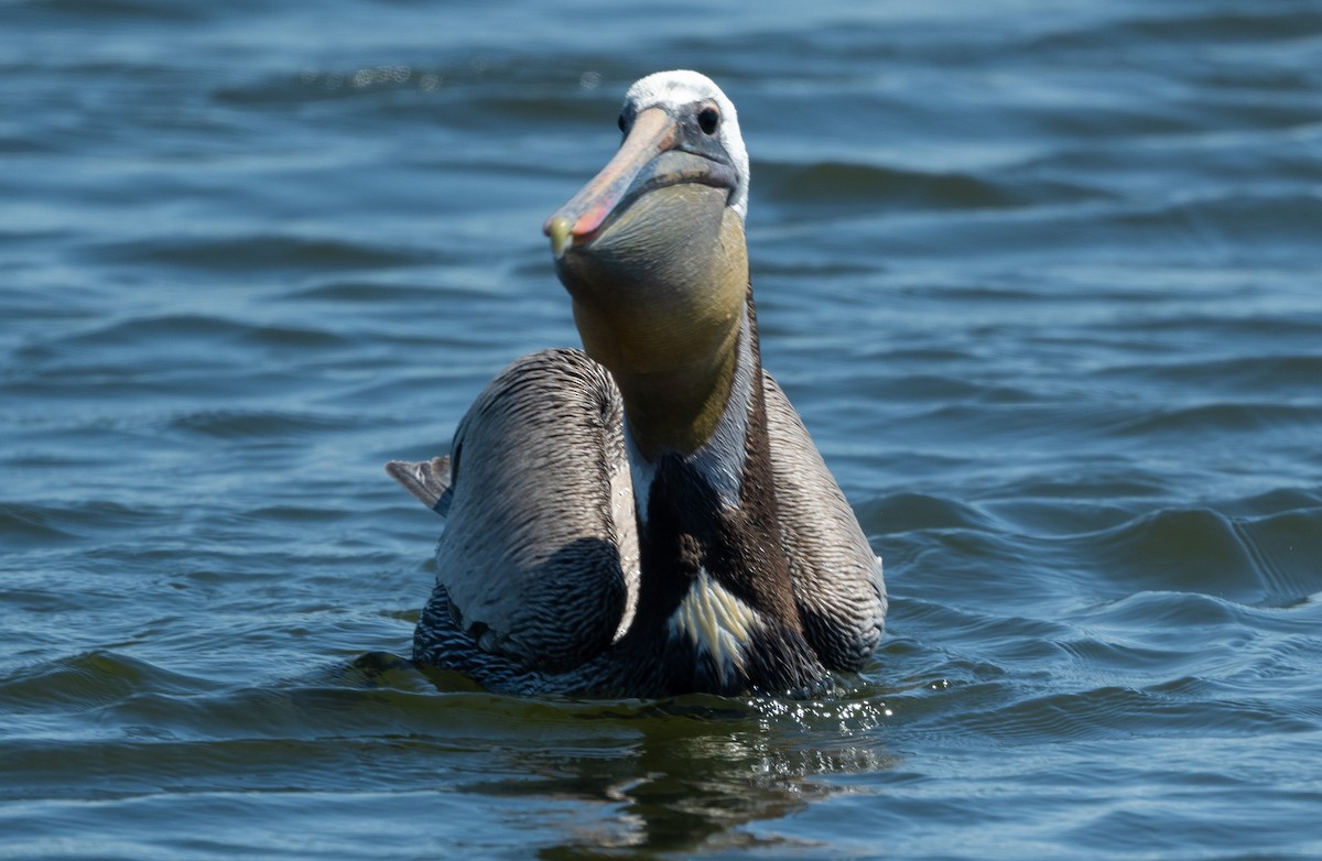 Brown Pelican - Mark Rauzon