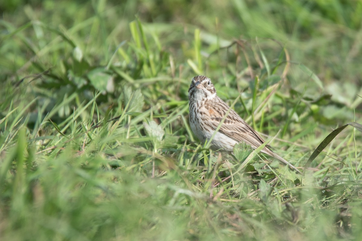 Vesper Sparrow - Cedrik von Briel