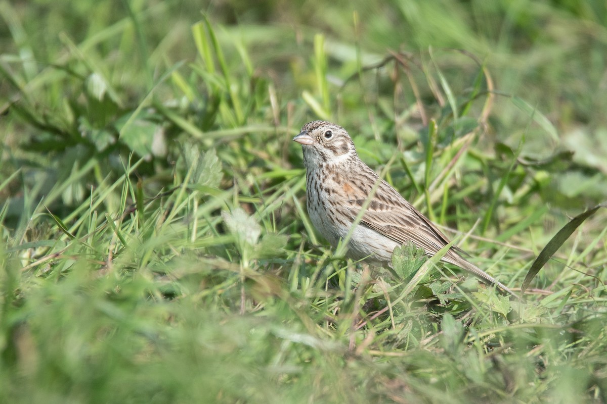 Vesper Sparrow - ML619262161