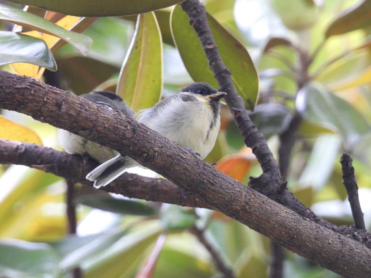 Mésange de Chine - ML619262166