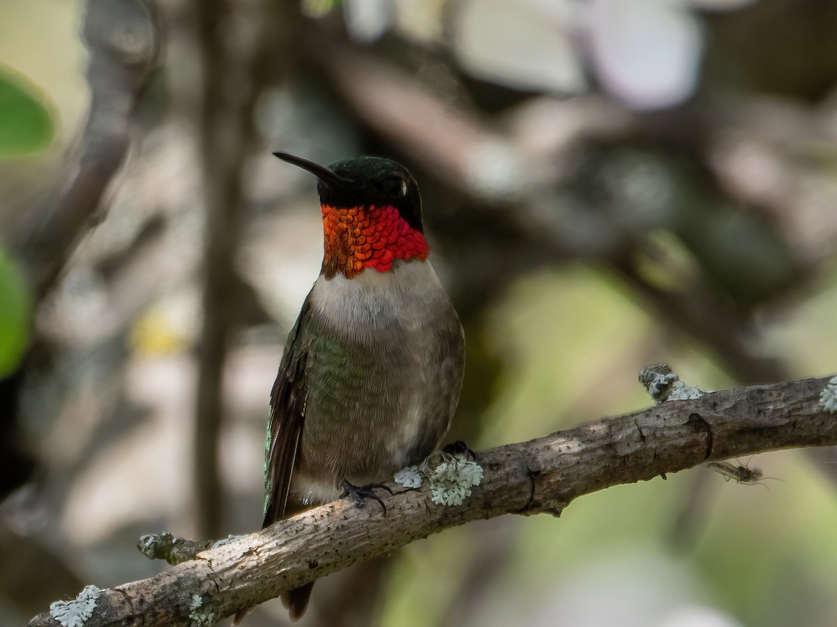 Colibri à gorge rubis - ML619262168