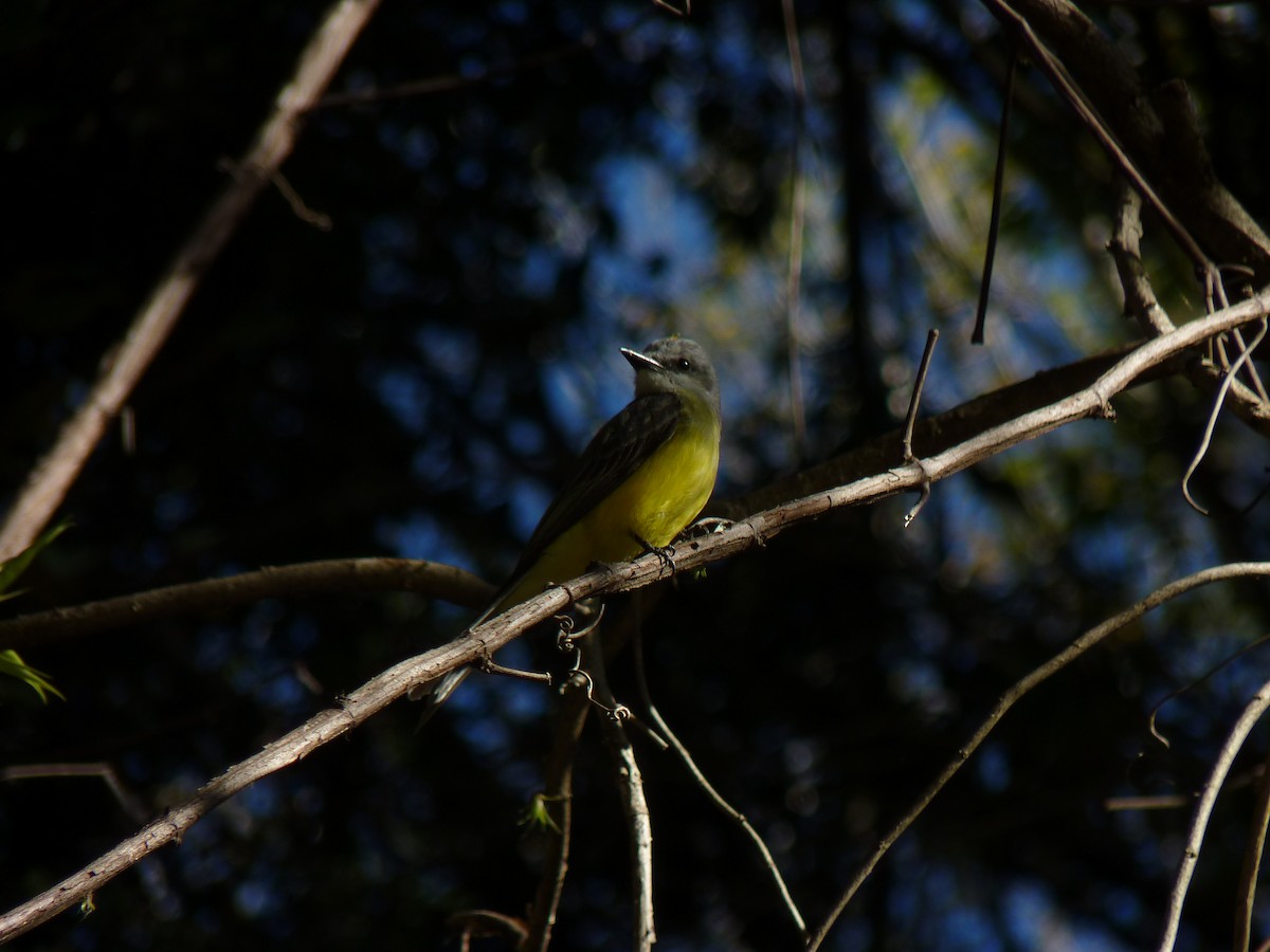 Tropical Kingbird - Rafael Cuevas