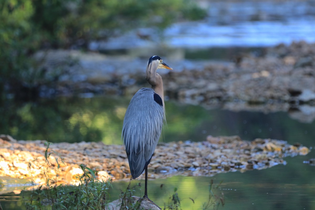 Great Blue Heron - Hamoud Z.