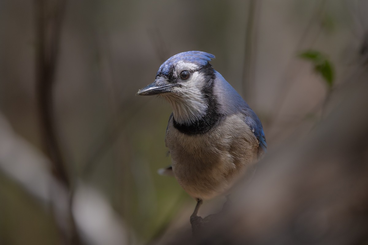 Blue Jay - Bob Bowhay