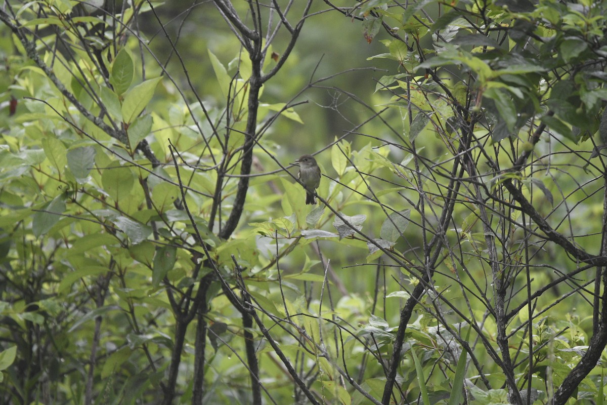 Alder Flycatcher - Wen Li