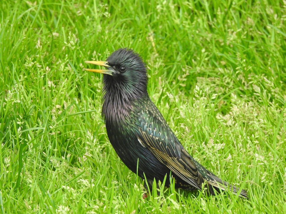 European Starling - Chris Burris