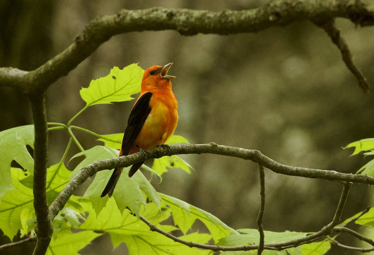 Scarlet Tanager - Zhi Xiong