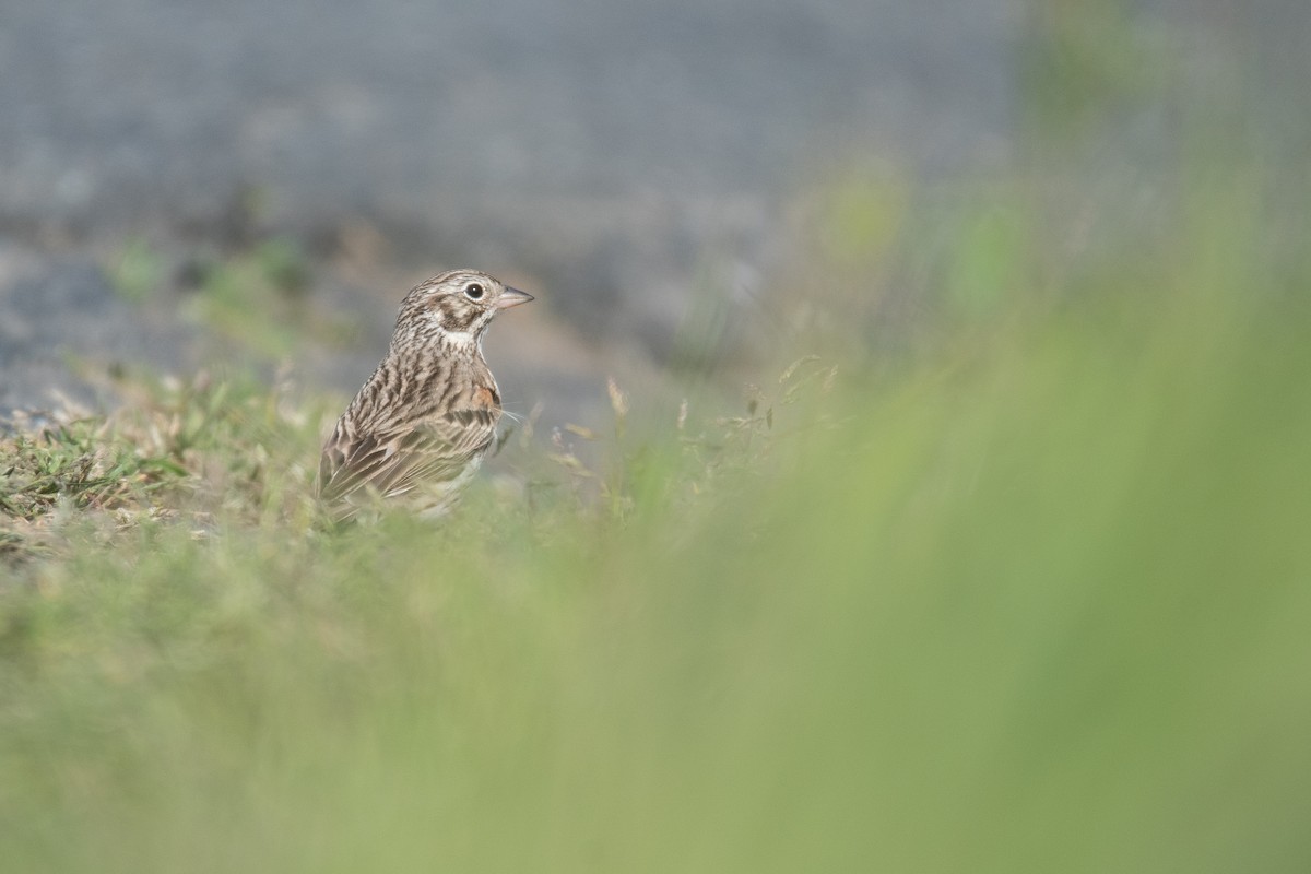 Vesper Sparrow - Cedrik von Briel