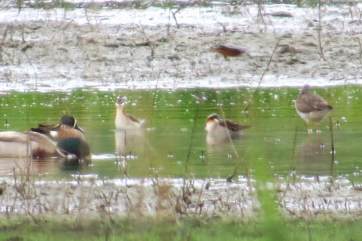 Phalarope de Wilson - ML619262218