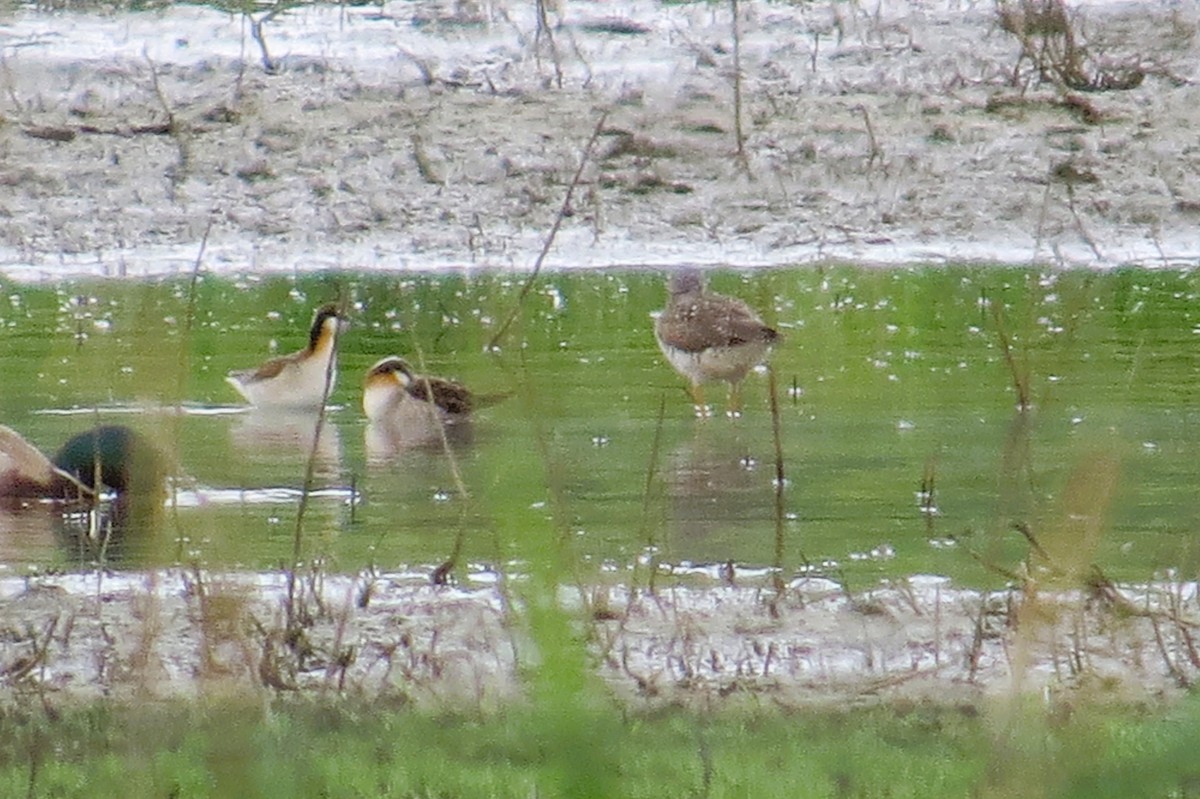 Wilson's Phalarope - ML619262219