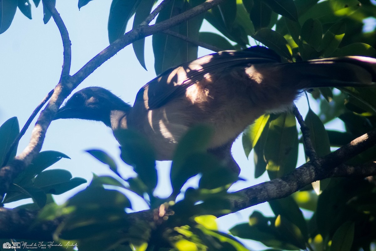 Plain Chachalaca - Manuel de Jesus Hernandez Ancheita