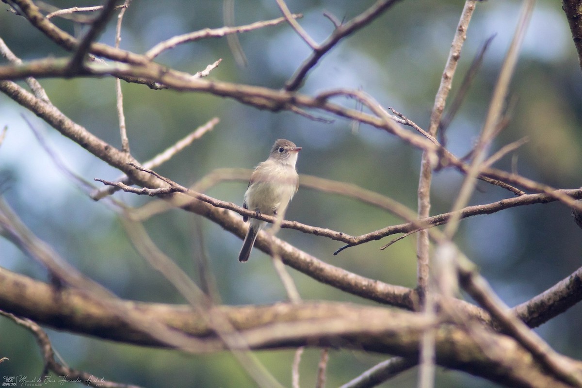 Least Flycatcher - Manuel de Jesus Hernandez Ancheita