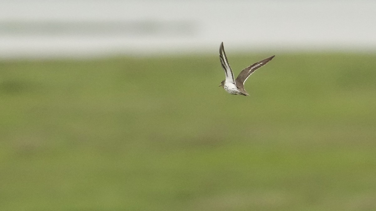 Spotted Sandpiper - Sunil Thirkannad