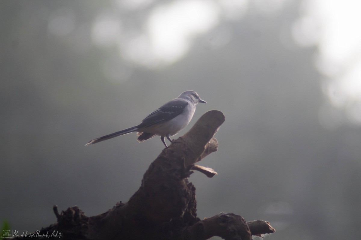 Tropical Mockingbird - Manuel de Jesus Hernandez Ancheita