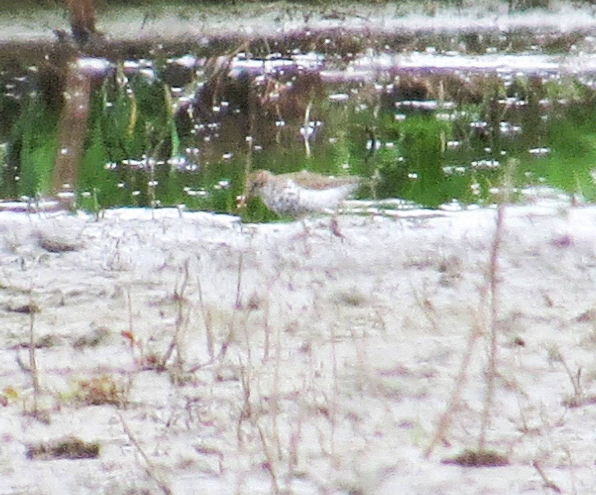 Spotted Sandpiper - Free Range Human