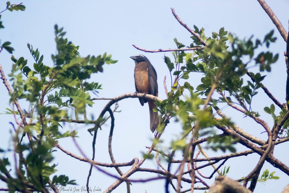 Cinnamon-bellied Saltator - Manuel de Jesus Hernandez Ancheita