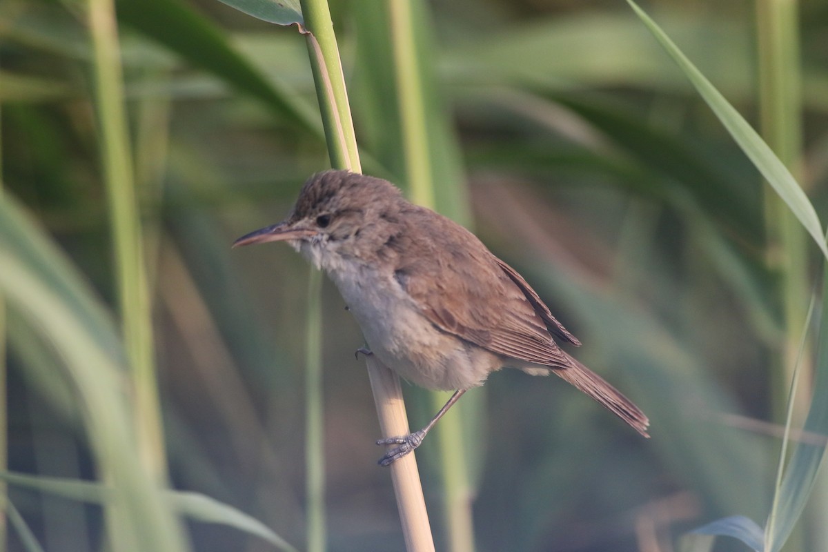 Common Reed Warbler - ML619262275