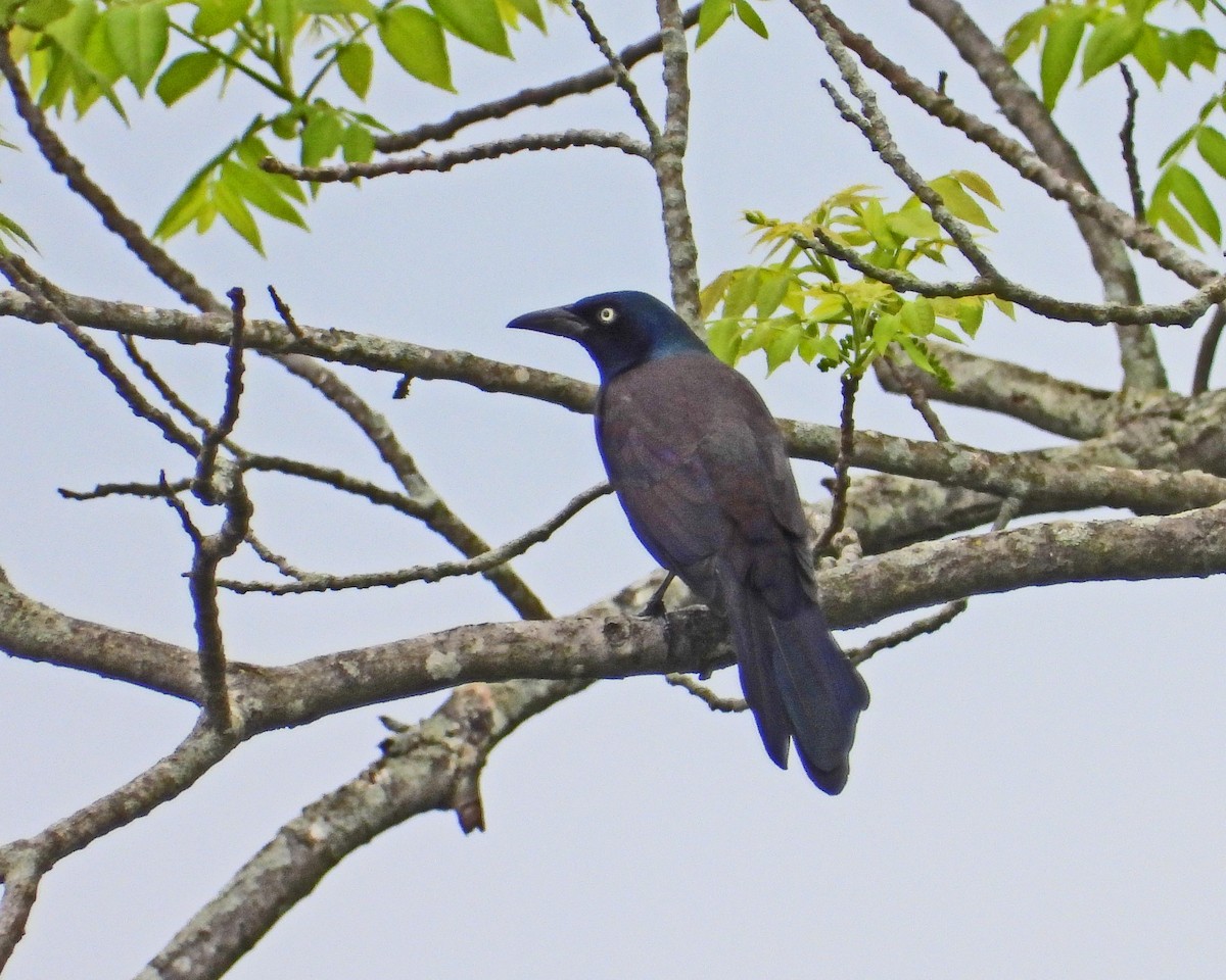 Common Grackle (Florida/Purple) - ML619262292