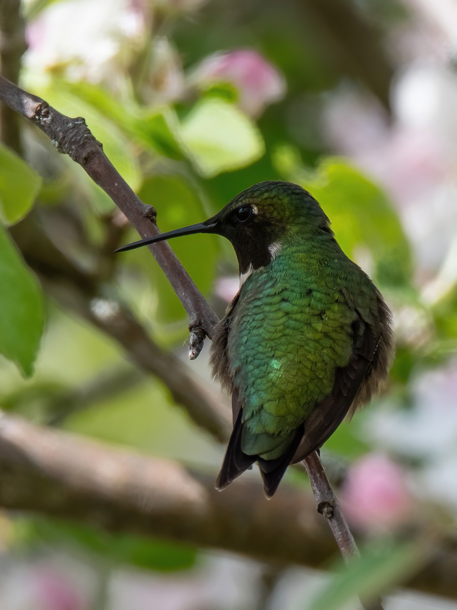 Ruby-throated Hummingbird - ML619262303