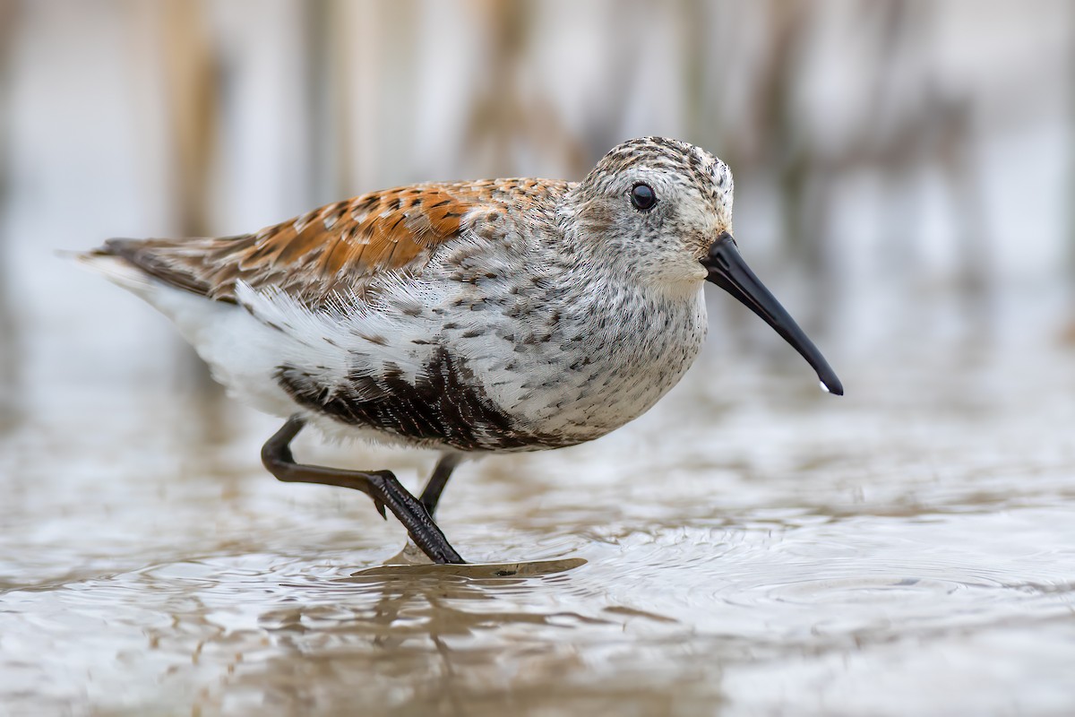 Dunlin - Ryan Douglas