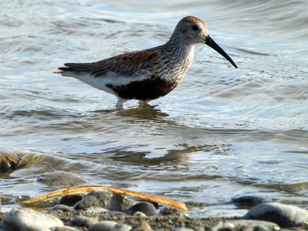 Dunlin - ML619262310