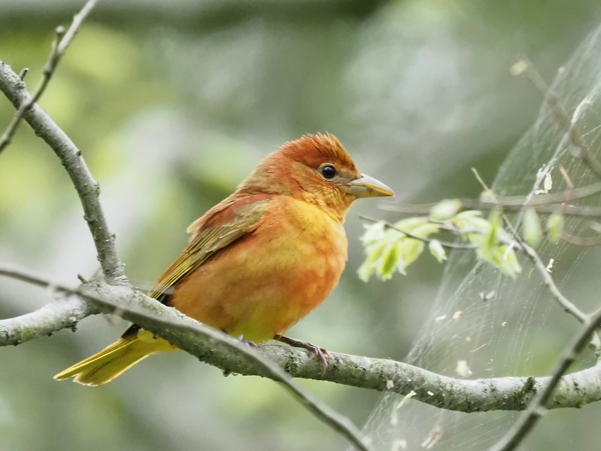 Summer Tanager - ML619262345