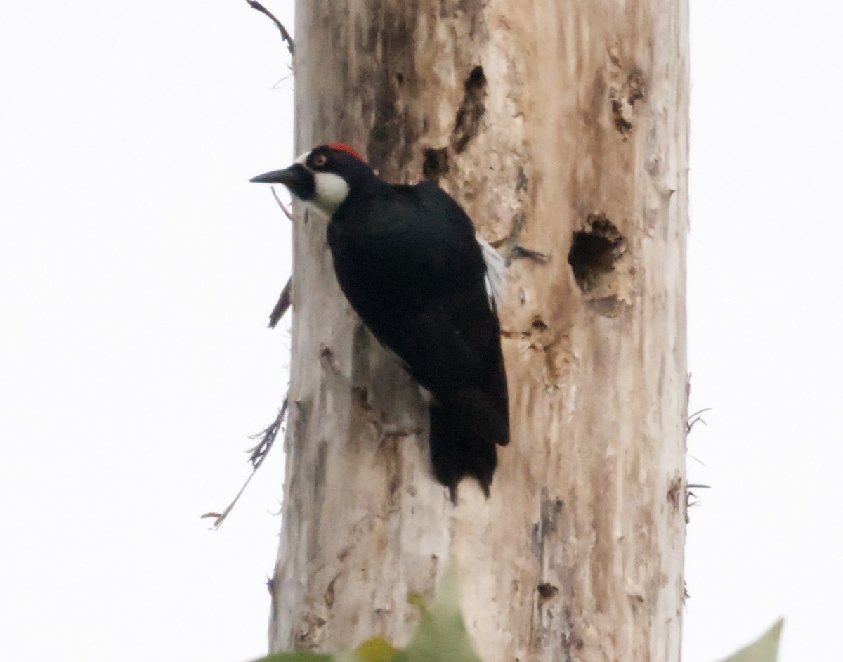 Acorn Woodpecker - ML619262348