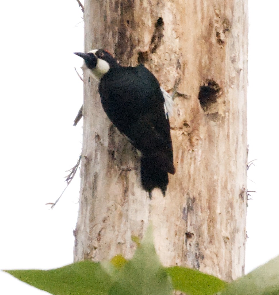 Acorn Woodpecker - ML619262349