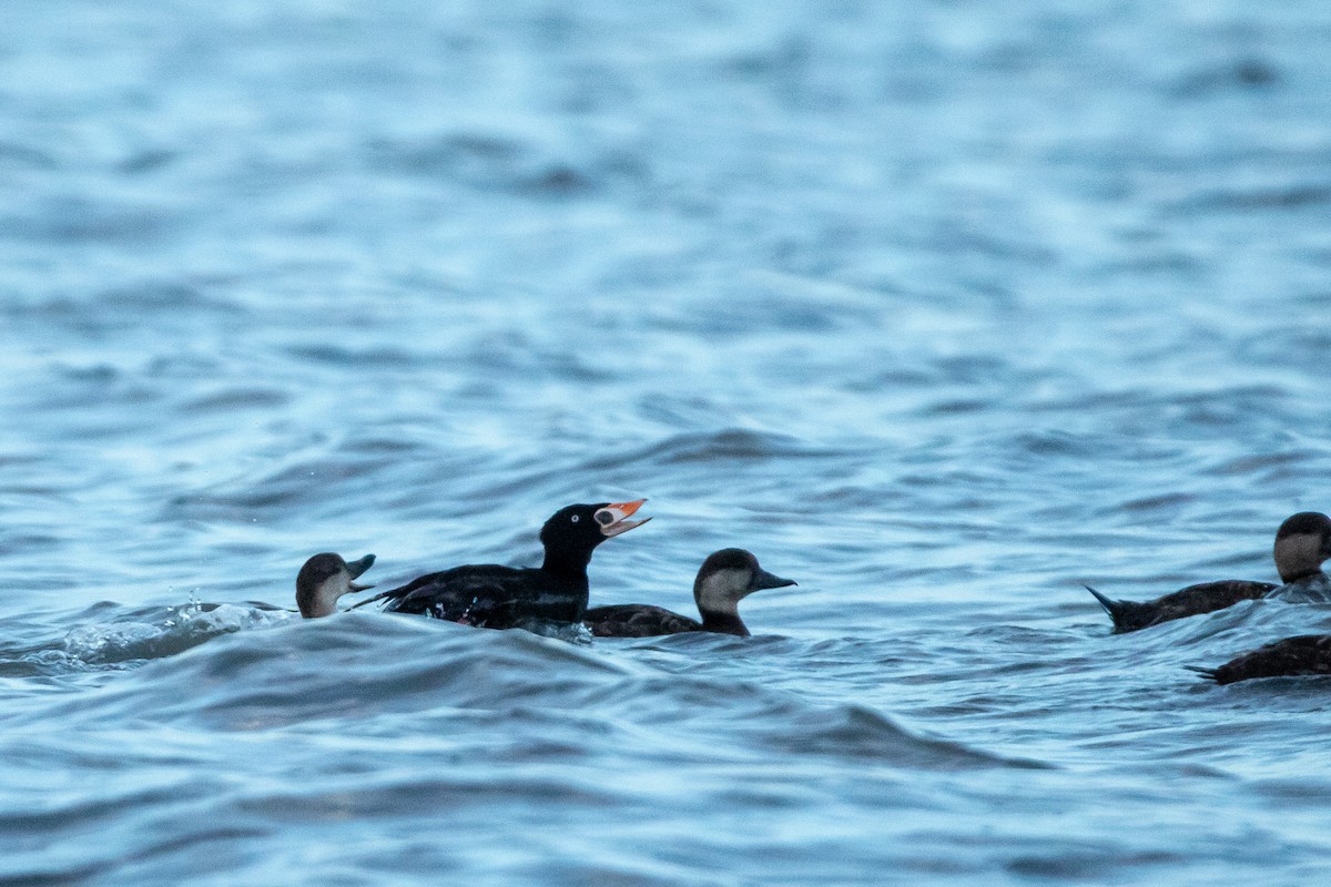 Surf Scoter - ML619262350