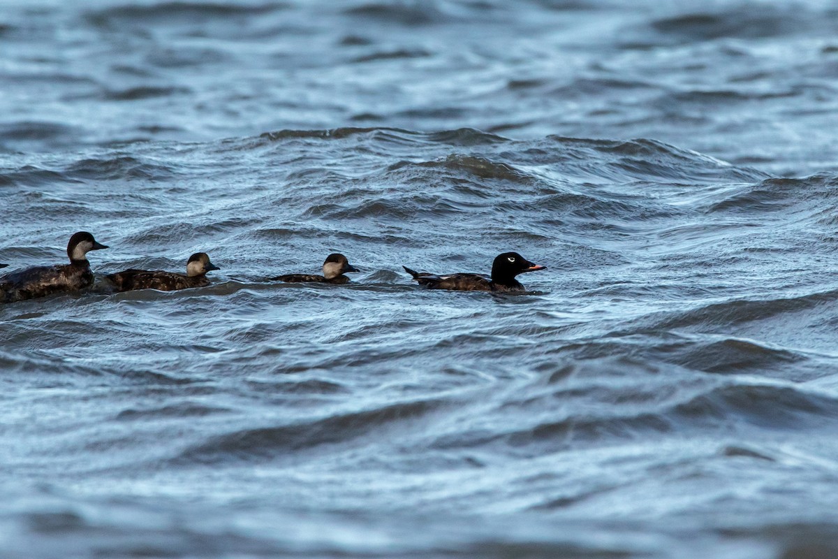 White-winged Scoter - Dan Watson